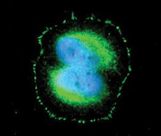 抗体标记试剂盒 抗体标记试剂盒