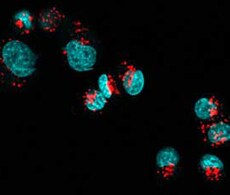 Zenon抗体标记试剂盒 Zenon抗体标记试剂盒