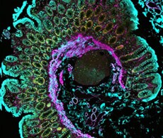 Colon Tissue stained with ReadyLabel Antibody Labeling Kits EVOS M7000 imaged Human Colon Tissue fluorescently labeled with ReadyLabel Antibody Labeling kits