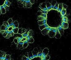 蛋白标记试剂盒 蛋白标记试剂盒