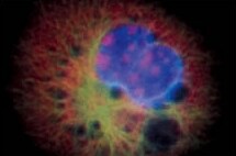 biotin-biotinylated-conjugates biotin-biotinylated-conjugates