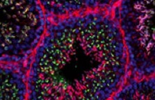 fluorescent-streptavidin-avidin-conjugates fluorescent-streptavidin-avidin-conjugates