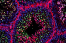 fluorescent-streptavidin-avidin-conjugates fluorescent-streptavidin-avidin-conjugates