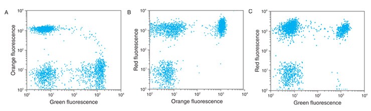 phycoerythrin-tandem-conjugate phycoerythrin-tandem-conjugate
