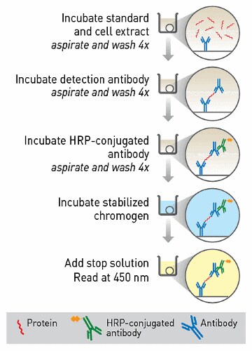 Invitrogen 预包被ELISA 试剂盒方案概述 Invitrogen 预包被 ELISA 试剂盒方案概述