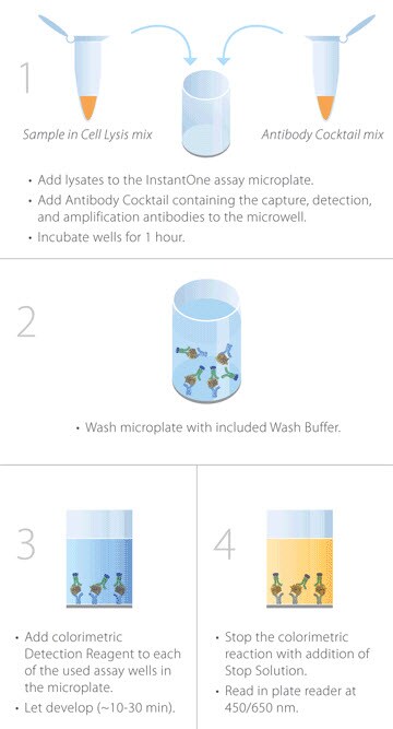 Invitrogen InstantOne ELISA 试剂盒程序概述。 Invitrogen InstantOne ELISA 试剂盒程序概述。