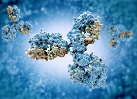 抗体透视图 抗体透视图