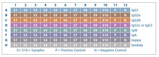 典型的小鼠和大鼠 Ig 同种分型试剂盒的板布局 典型的小鼠和大鼠 Ig 同种分型试剂盒的板布局
