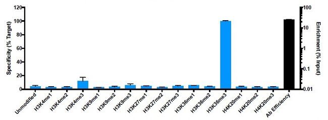 通过 SNAP-ChIP 分析 H3K36me3 的组蛋白特异性 通过 SNAP-ChIP 分析 H3K36me3 的组蛋白特异性