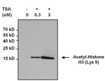 乙酰化组蛋白 H3 免疫沉淀 乙酰化组蛋白 H3 免疫沉淀