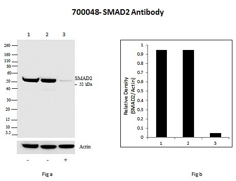 免疫印迹抗体验证 免疫印迹抗体验证