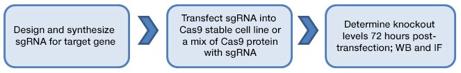 用于验证抗体特异性的 CRISPR-Cas9 实验 用于验证抗体特异性的 CRISPR-Cas9 实验