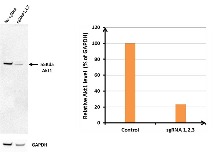 通过 CRISPR 介导的敲低,AKT1 抗体在免疫印迹分析结果中表现出特异性 通过 CRISPR 介导的敲低,AKT1 抗体在免疫印迹分析结果中表现出特异性