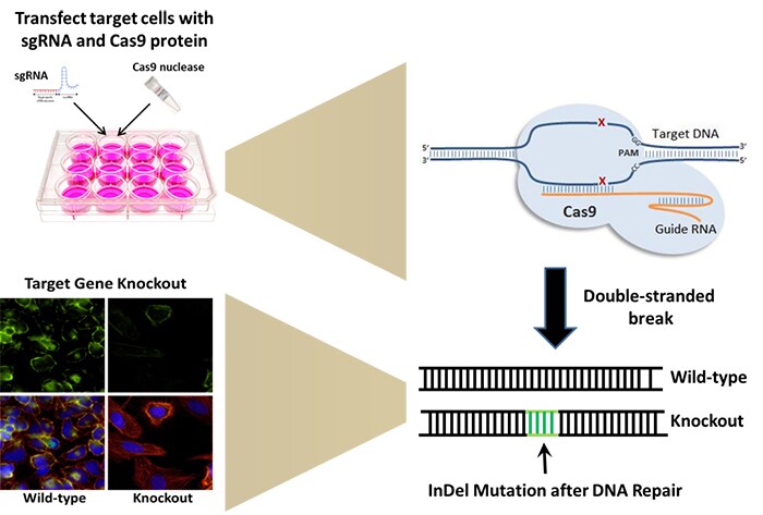 CRISPR-Cas9 基因敲除介导的抗体特异性验证示意图 CRISPR-Cas9 基因敲除介导的抗体特异性验证示意图