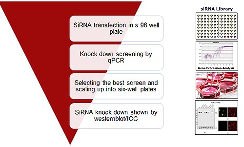 用于验证抗体特异性的敲低策略原理图 用于验证抗体特异性的敲低策略原理图