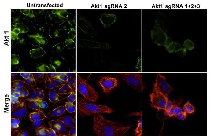 sgRNA 2 与 sgRNA 1、2 和 3 的混合物导致蛋白表达显著下降 sgRNA 2 与 sgRNA 1、2 和 3 的混合物导致蛋白表达显著下降