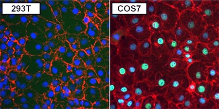 Immunofluorescence analysis of PAX8 Immunofluorescence analysis of PAX8