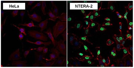 Endogenous Controls-Nanog Endogenous Controls-Nanog