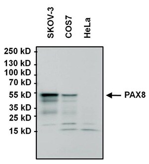 Western blot analysis of PAX8 Western blot analysis of PAX8