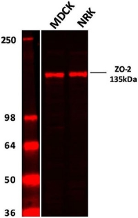 Western blot analysis of ZO-2 Western blot analysis of ZO-2