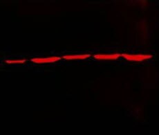 对照抗体,GAPDH,MA5-15738-D680 对照抗体,GAPDH,MA5-15738-D680