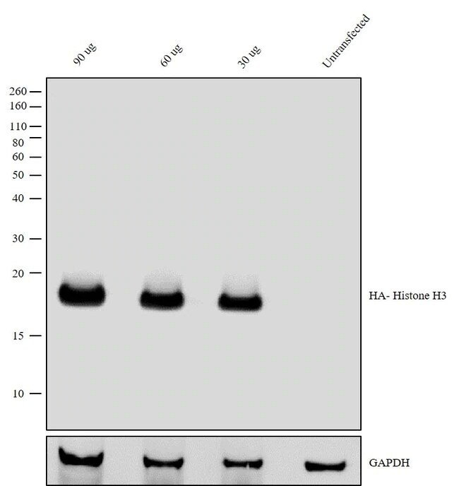 HA标签抗体 | Thermo Fisher Scientific - CN