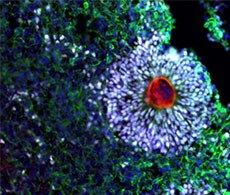 Invitrogen免疫荧光一抗 Invitrogen免疫荧光一抗