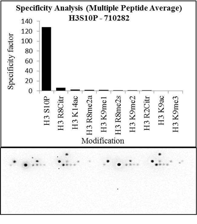 Histone Antibodies Thermo Fisher Scientific CN