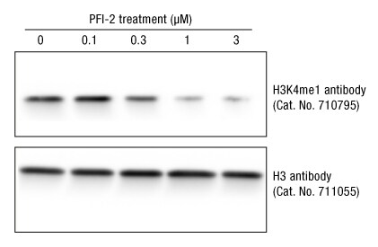 使用H3K4me1寡克隆抗体(货号710795)识别出PFI-2处理的细胞中H3K4me1下降。 使用H3K4me1寡克隆抗体(货号710795)识别出PFI-2处理的细胞中H3K4me1下降。
