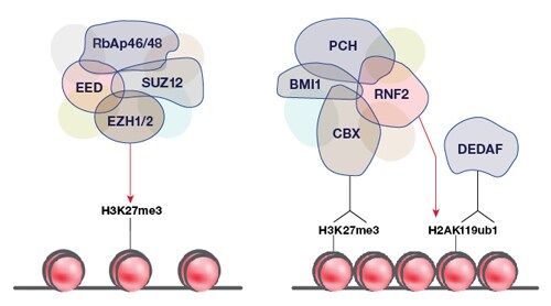 11-PcG-proteins-Epigenetics-500x278px 11-PcG-proteins-Epigenetics-500x278px