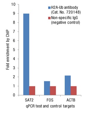 使用抗组蛋白H2A-Ub兔多克隆抗体富集内源性组蛋白H2A-Ub蛋白。 使用抗组蛋白H2A-Ub兔多克隆抗体富集内源性组蛋白H2A-Ub蛋白。