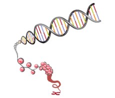 表观遗传学研究抗体 表观遗传学研究抗体