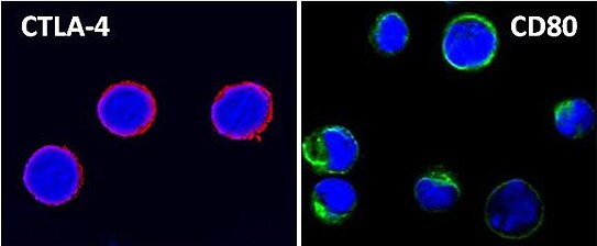 CTLA4 CD80 CTLA4 CD80