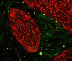 研究领域抗体 研究领域抗体