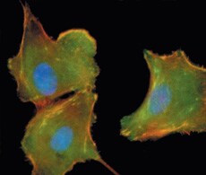 Phospho-specific Antibodies Phospho-specific Antibodies