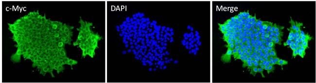 Immunofluorescent analysis of c-Myc Immunofluorescent analysis of c-Myc