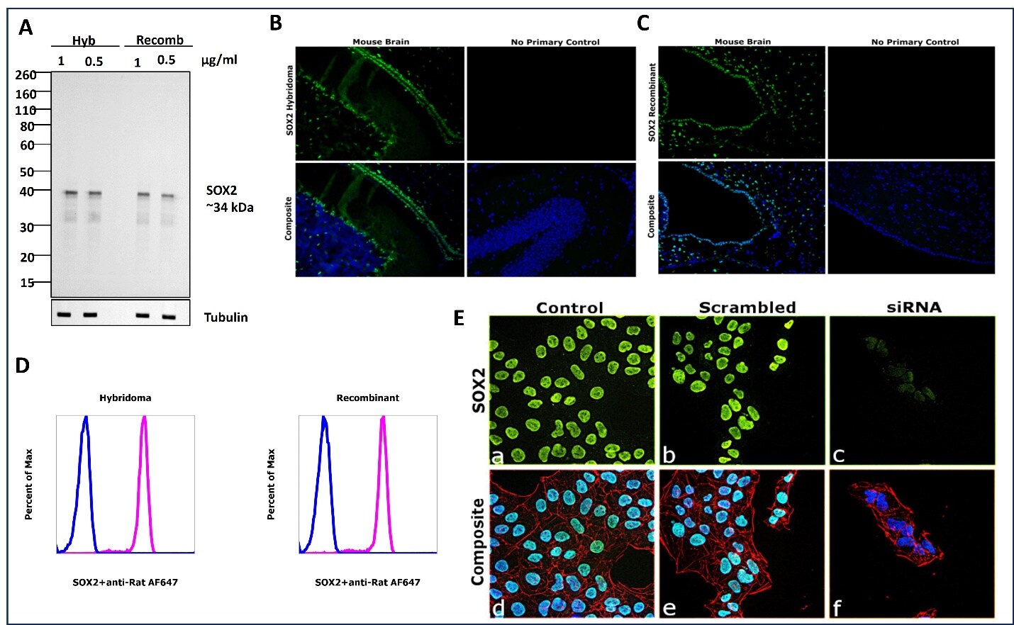 recombinant-antibodies-pic1-250731 recombinant-antibodies-pic1-250731
