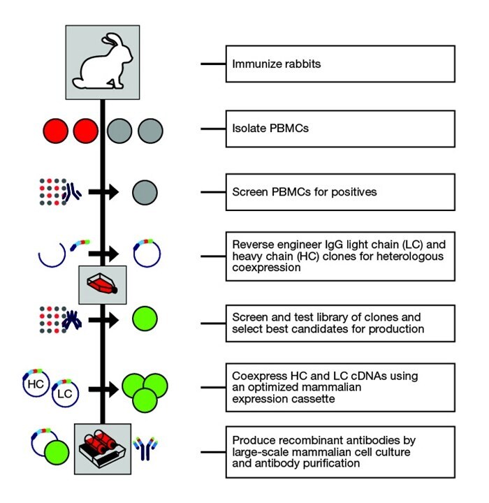 Recombinant rabbit monoclonal workflow workflow