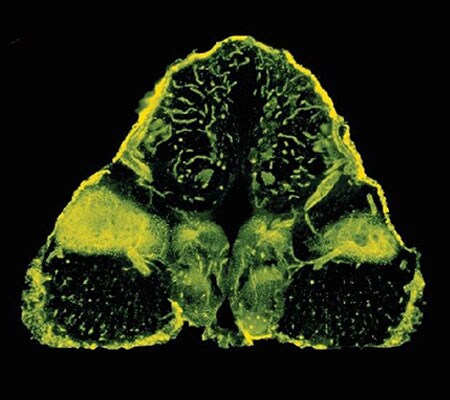 ELF 内源性磷酸酶试剂盒 ELF 内源性磷酸酶试剂盒