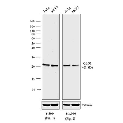 碱性磷酸酶(AP)偶联二抗通常用于酶驱动应用 碱性磷酸酶(AP)偶联二抗通常用于酶驱动应用