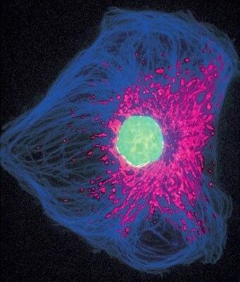 免疫荧光法检测生物素标记的兔IgG交叉吸附二抗 免疫荧光法检测生物素标记的兔IgG交叉吸附二抗