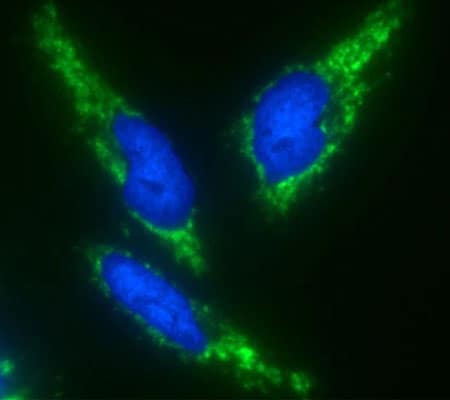 使用生物素XX-酪胺SuperBoost试剂盒检测ATP合酶,使用Alexa Fluor 488链霉抗生物素 使用生物素XX-酪胺SuperBoost试剂盒检测ATP合酶,使用Alexa Fluor 488链霉抗生物素