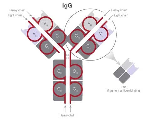 F(ab) 片段与完整 IgG 的比较 F(ab) 片段与完整 IgG 的比较的图示