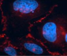 showcase.par.90917.image.0.0.1 showcase.par.90917.image.0.0.1