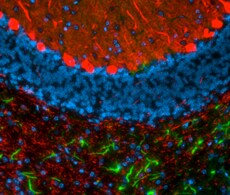 Biotin-Labeled2nd Biotin-Labeled2nd