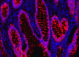 荧光二抗 荧光二抗