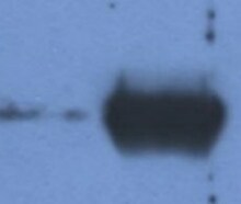 anti-cow-secondary-antibodies-showcase anti-cow-secondary-antibodies-showcase