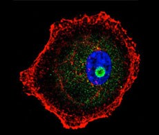 antidonkey-secondary-antibodies antidonkey-secondary-antibodies