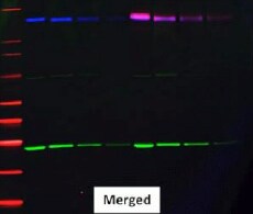 抗山羊二抗 抗山羊二抗