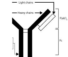 anti-monkey-secondary-antibodies-showcase anti-monkey-secondary-antibodies-showcase
